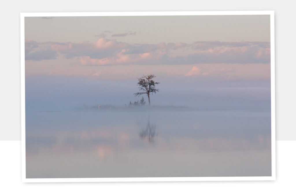 Dream Tree Photo